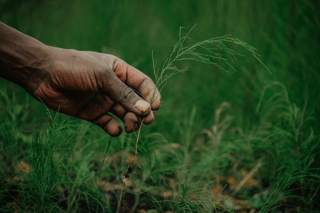Hands holding a small green plant seedling